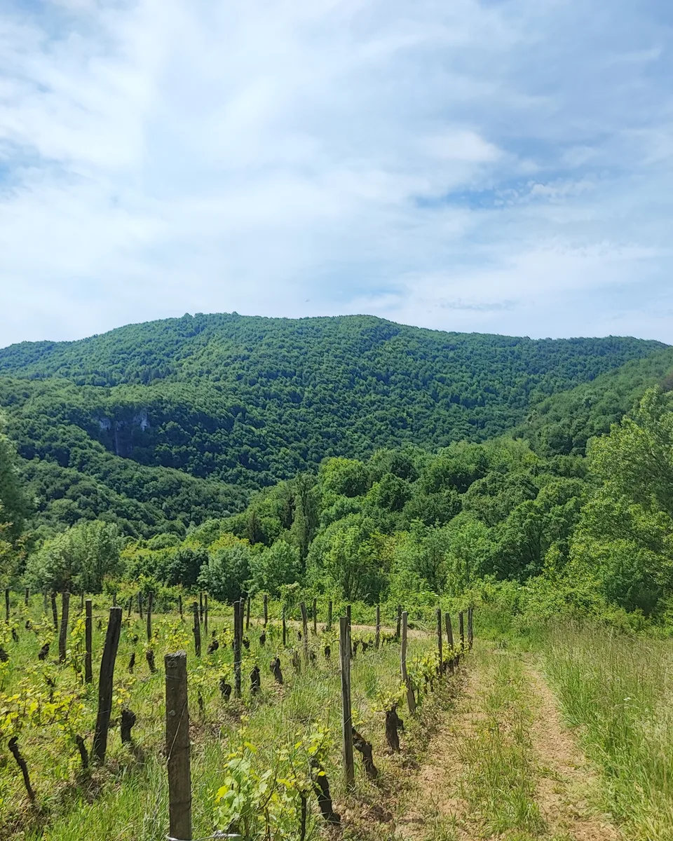 Vignes et collines boisées, propices au ressourcement