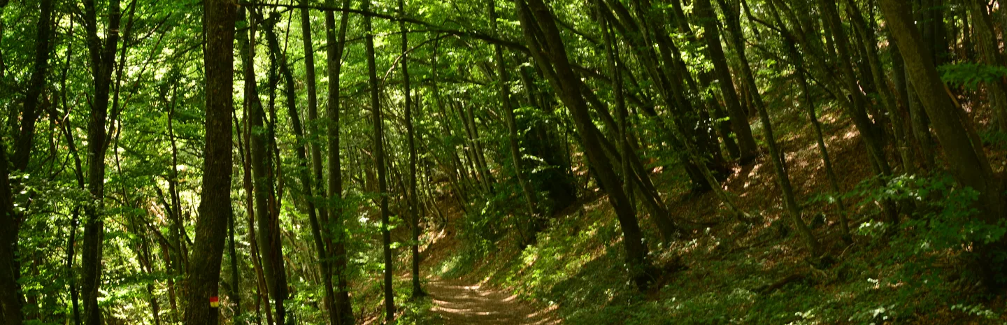 Un chemin de terre qui s’enfonce dans un sous-bois lumineux, en Nord-Isère