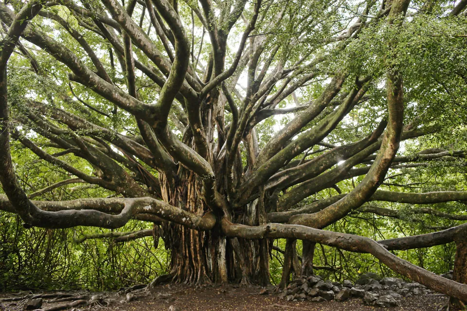 Arbre aux branches étendues